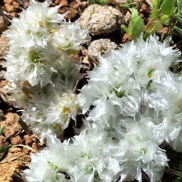 Sortie nature du Muséum : découverte de la flore de l'étang de Bolmon (Marignane)_Marseille