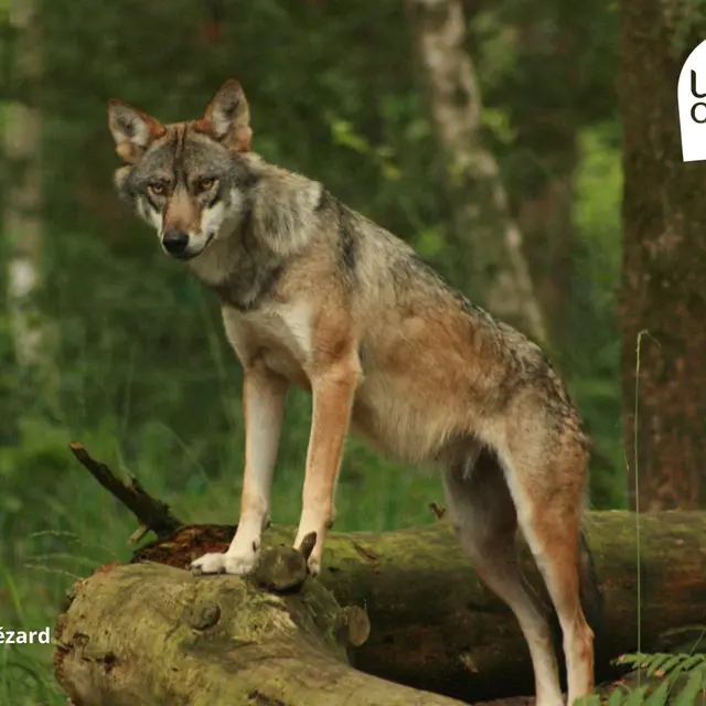 Conférence loup Angers-Saumur-Loire Odyssée