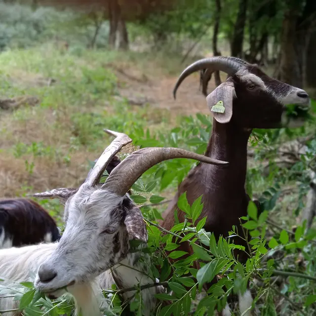 Chèvrerie San Jant Batisto