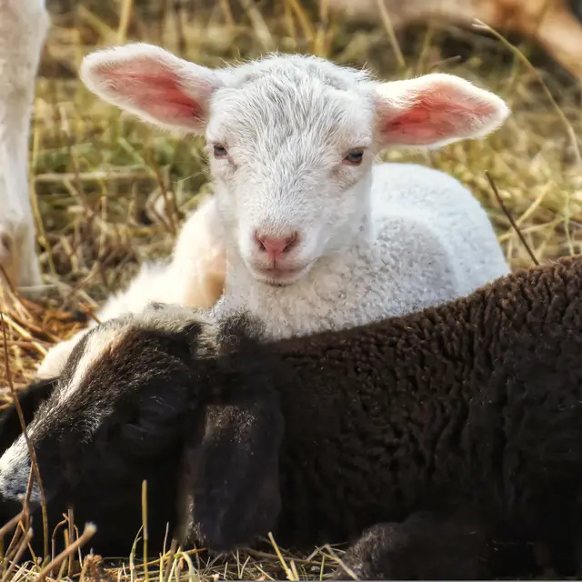 Domaine des oliviers_Saint-Julien-de-Coppel