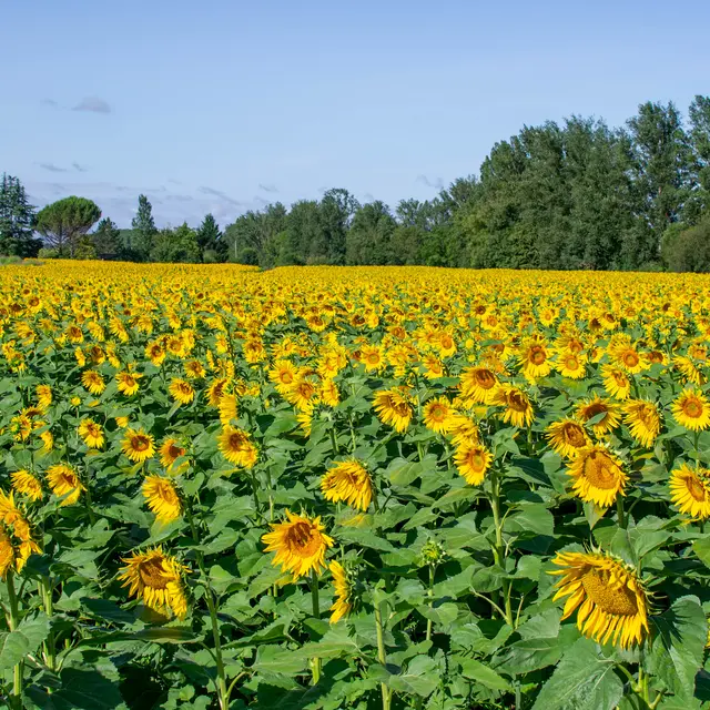 Circuit des coteaux de Vazerac_Vazerac