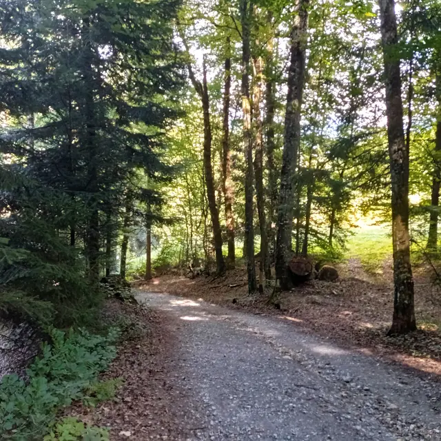Sentier VTT : boucle du Bois de Fessy_Sallanches