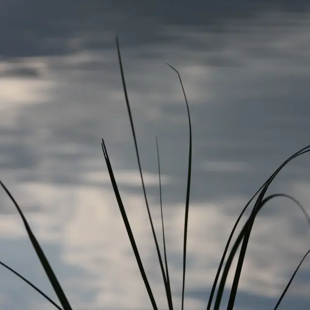 Animation nature: Découverte d'une zone humide: le marais de Prodon_Grilly
