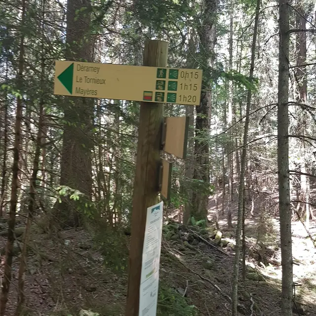 sentier pédestre : sentier forestier de Mayères
