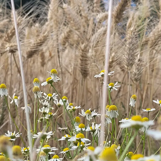 Champ de Blé