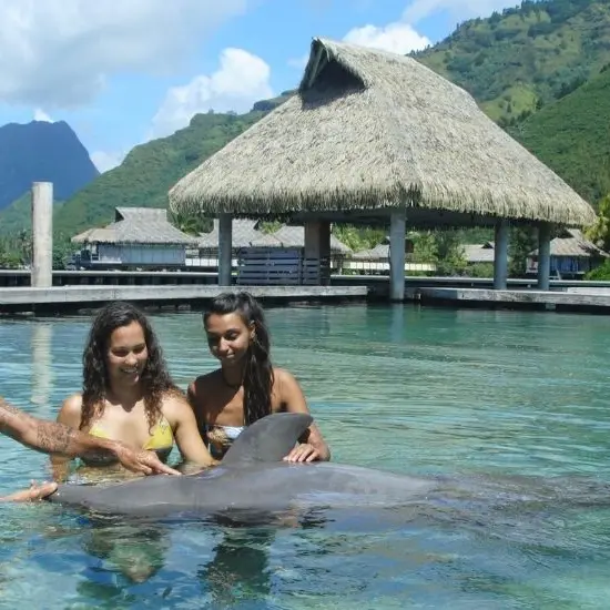 Moorea Dolphin Center - Tahiti Tourisme