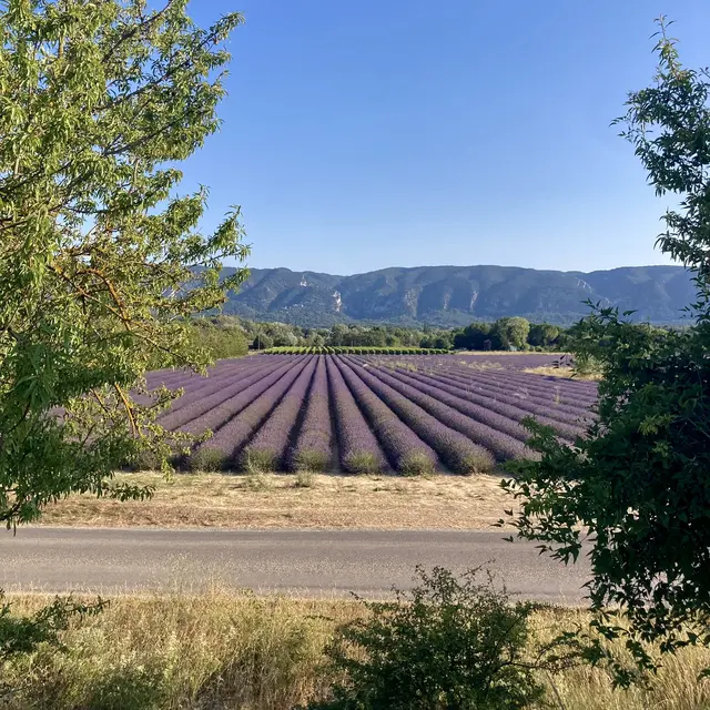 Champs de lavandes Luberon