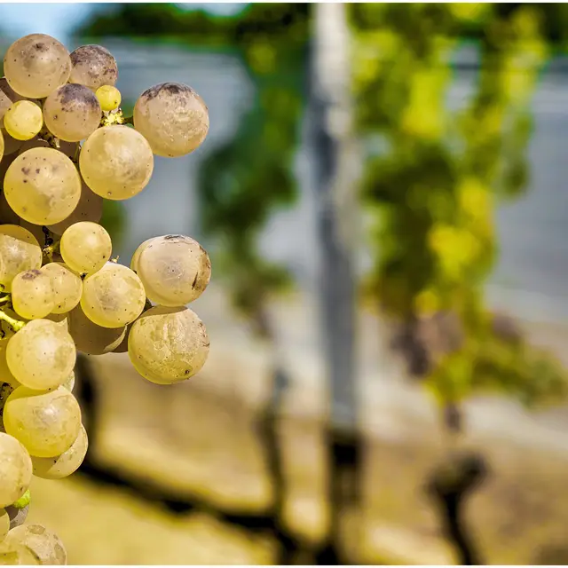 La visite Chasselas et pique-nique du terroir à la ferme-auberge du Ségalou_Montesquieu