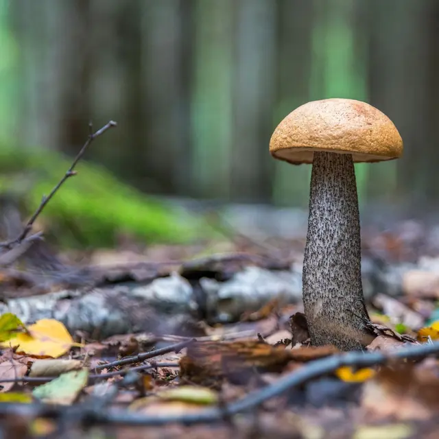Expositions champignons_Marigny-Saint-Marcel