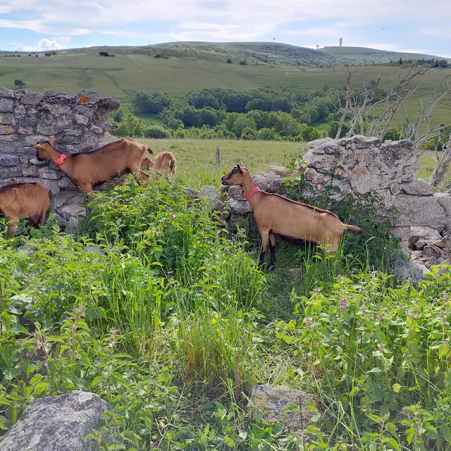 Descente de l’estive avec les chèvres de la ferme de la Loge de printemps_Sauvain