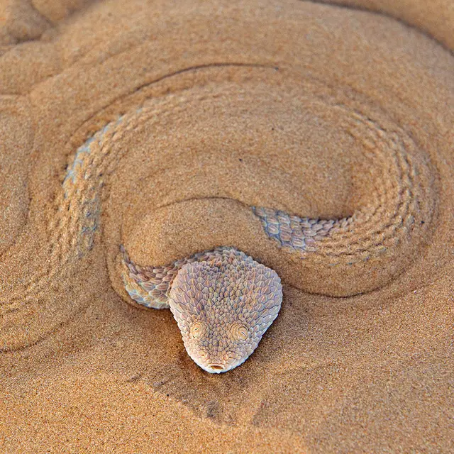 Règne animal