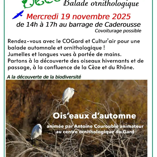 Balade ornithologique_Roquemaure