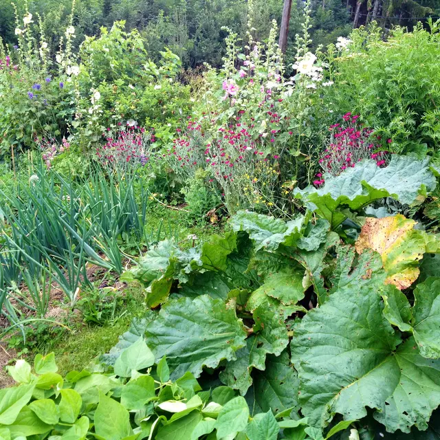 un_jardin_au_paradis_HabereLllin