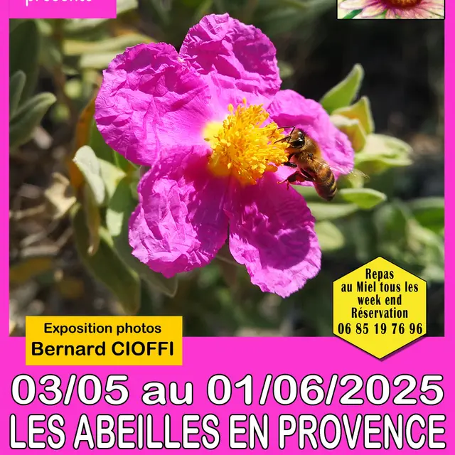 Exposition de photos les abeilles en Provence_Aubagne