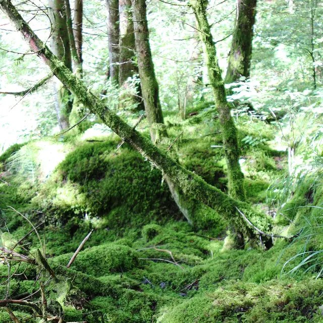 Arbres tordus de la forêt domaniale RTM du Brevon