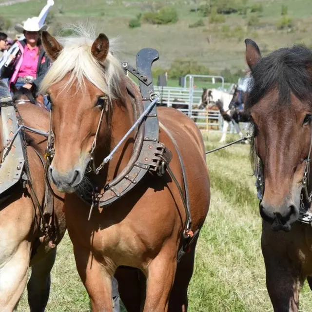 Fête du Cheval