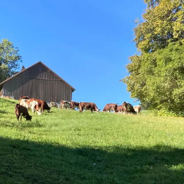 Randonnée Le chemin du Pely_Habère-Poche