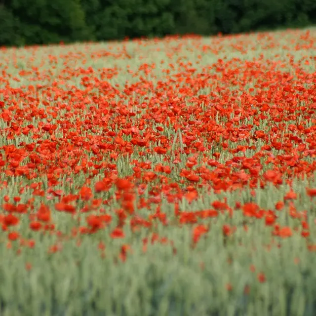 EVE_Salon du Printemps_Monlet