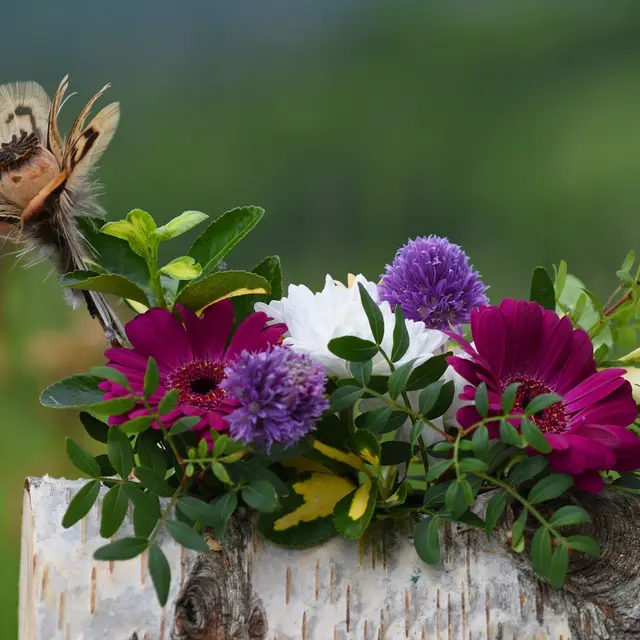 Atelier : création déco jardin, boule végétale_Faverges-Seythenex