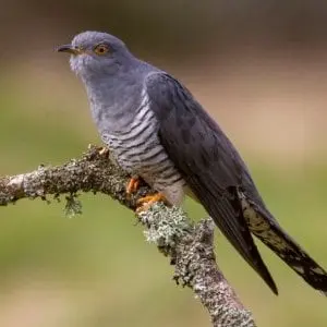 Atelier : Coucou où es-tu ? (6-12 ans) - Maison du Marais de Lavours_Ceyzérieu