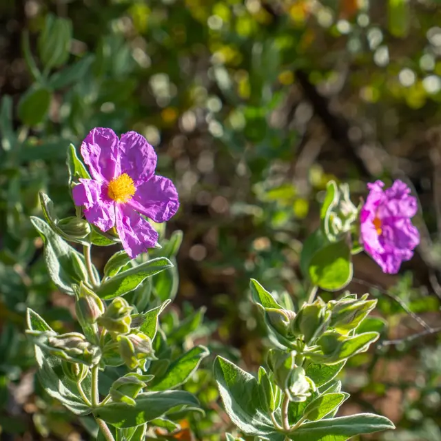 Demi_journee_Decouvertesensorielledesplantesaromatiquesetaparfum