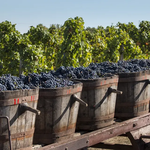 Domaine Piat