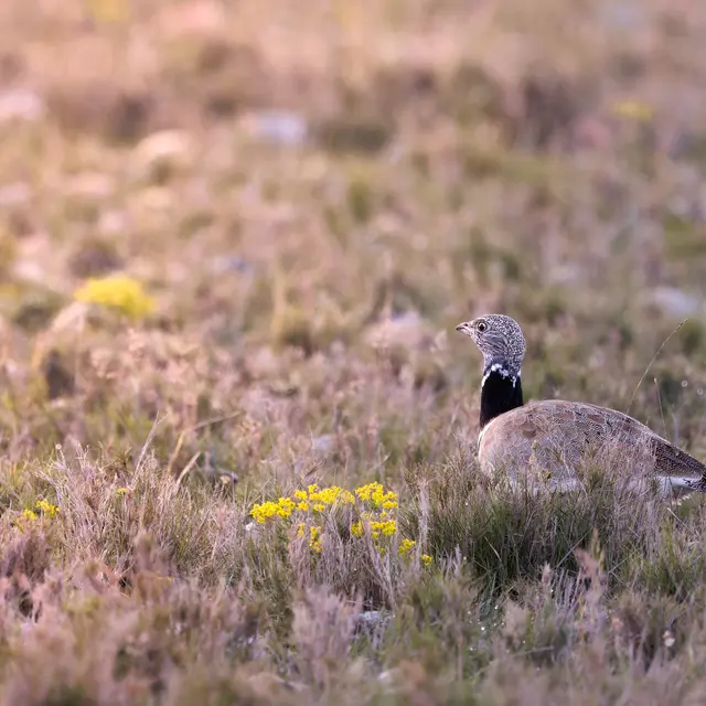 Balade dans les Coussouls de Crau_Saint-Martin-de-Crau