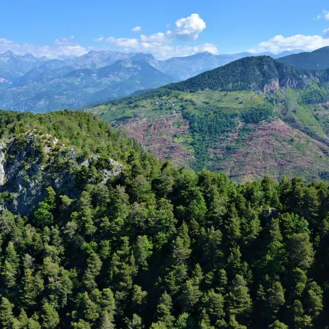 Racontez-moi la forêt_Guillaumes