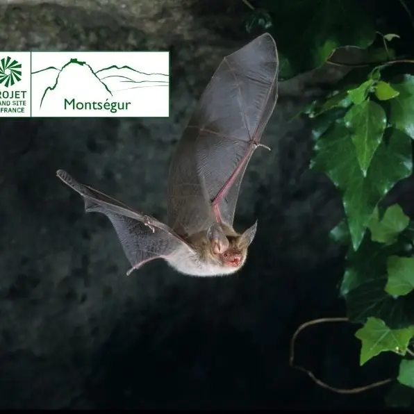 A la rencontre des chauves-souris_Montferrier