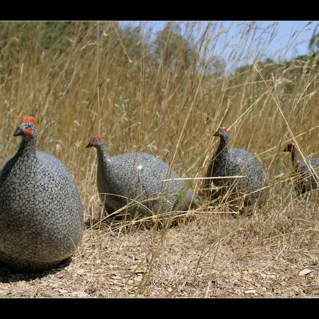 Les Céramiques de Lussan