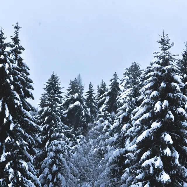 Vente de sapins_Arvieux
