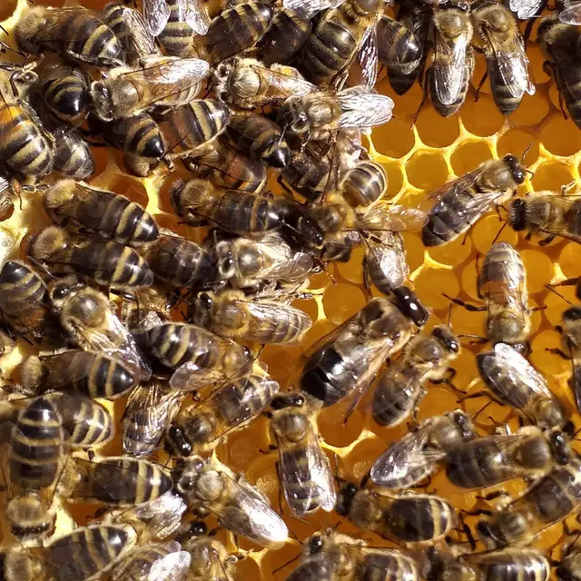 La Petite Miellerie_Besse-sur-Issole