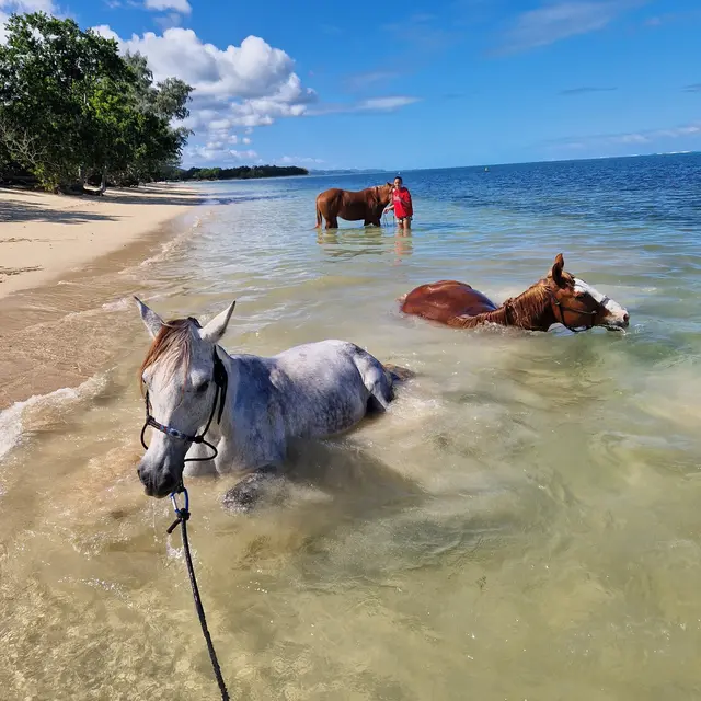 Baignade avec les chevaux