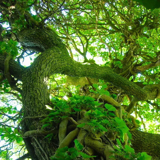 Arbres médicinaux dans les Bauges