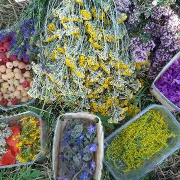 Journée d'été d'herboristerie_Marols