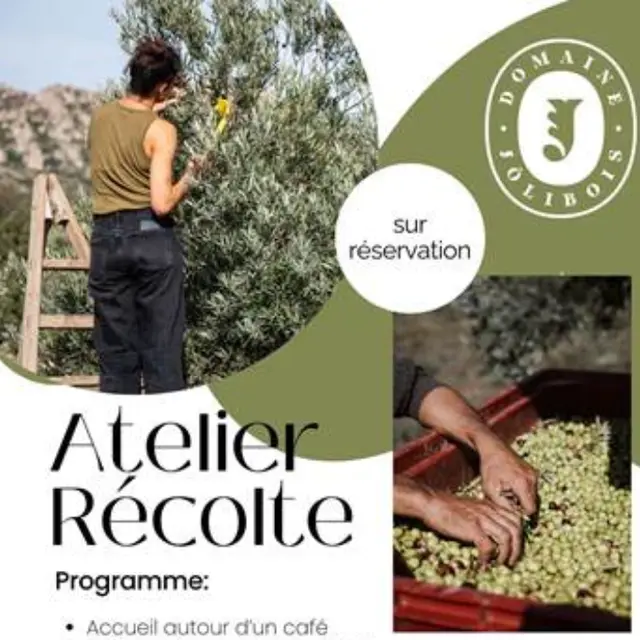 Atelier récolte d'olives au domaine Jólibois_Aureille