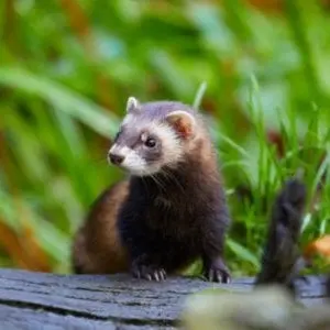 Un bandit dans le marais_Ceyzérieu