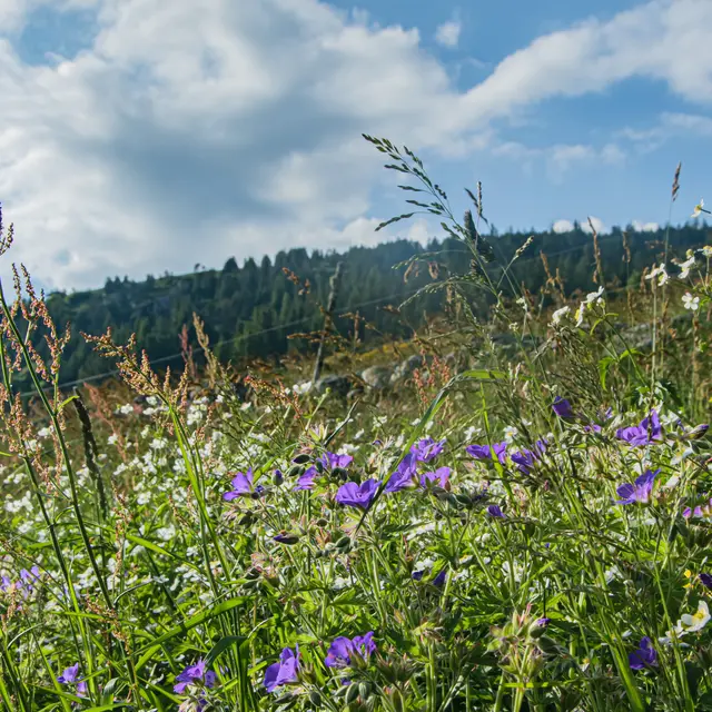 Trail Plateau du Mézenc
