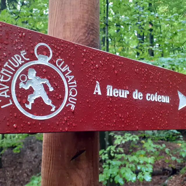A fleur de Coteau