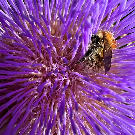 Biodiversité et pollinisateurs