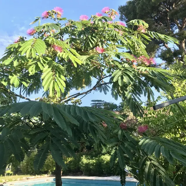 Dans un Jardin en Provence