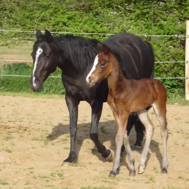 Haras du Val de Camps - Brignoles