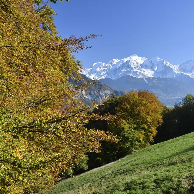 sentier pédestre : balade au Bois de Fessy