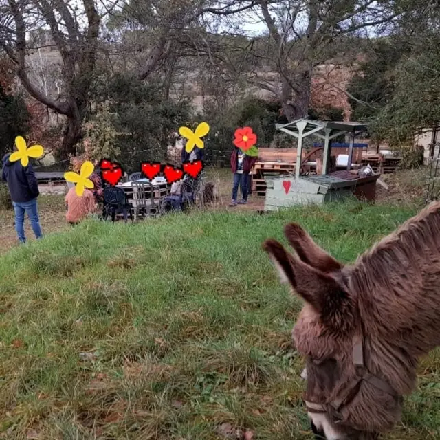 Balade avec les ânes et ateliers créatifs - programme d'animations avec Domaine des Adrès_Villedieu