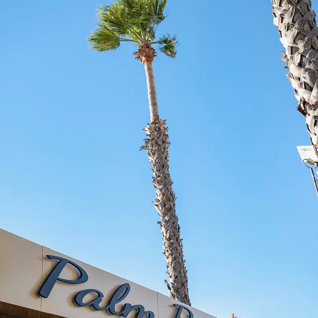 Palm B_Bandol
