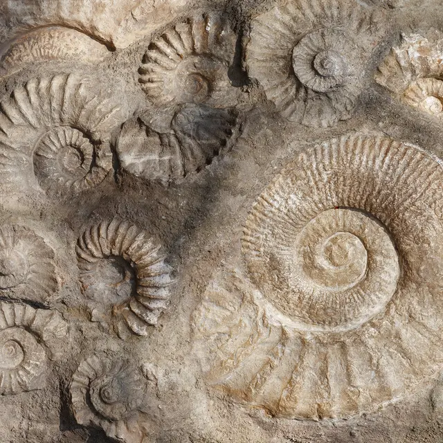 Les rivages de l'Aunis au temps des dinosaures_La Couarde-sur-Mer