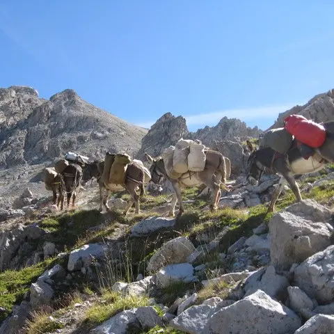 Accompagnateur randonnée ânes Ceillac