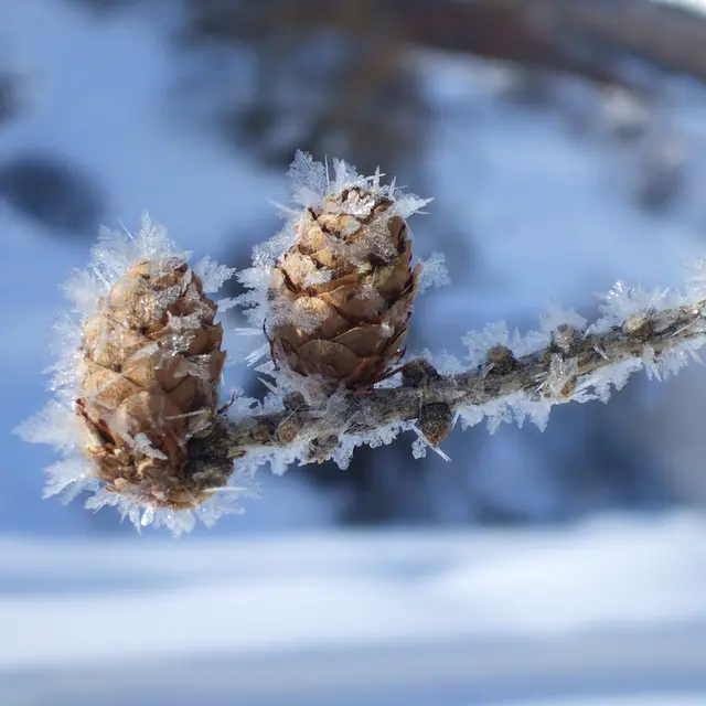Journée découverte : « Dans la magie de la forêt hivernale » - Au sens de nos pas_Névache