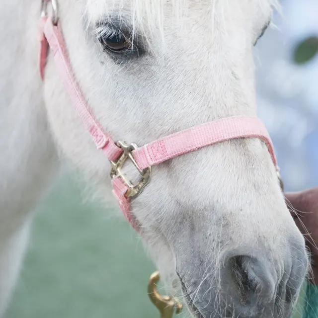 Stage d'équitation vacances de Printemps - Centre Hippique d'Arbignieu_Arboys en Bugey