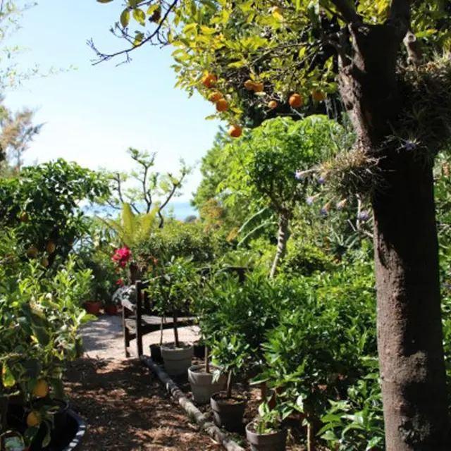 92ème Fête du Citron® - Maison Gannac - Visite libre du verger_Menton